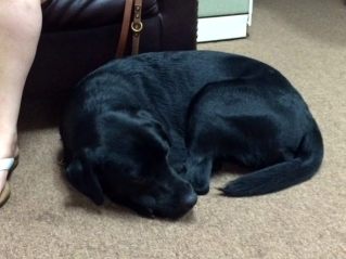 York curled into a ball, looking very puppy-like.